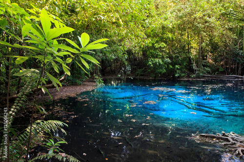 Emerald pool in mangrove forest at Krabi in Thailand.