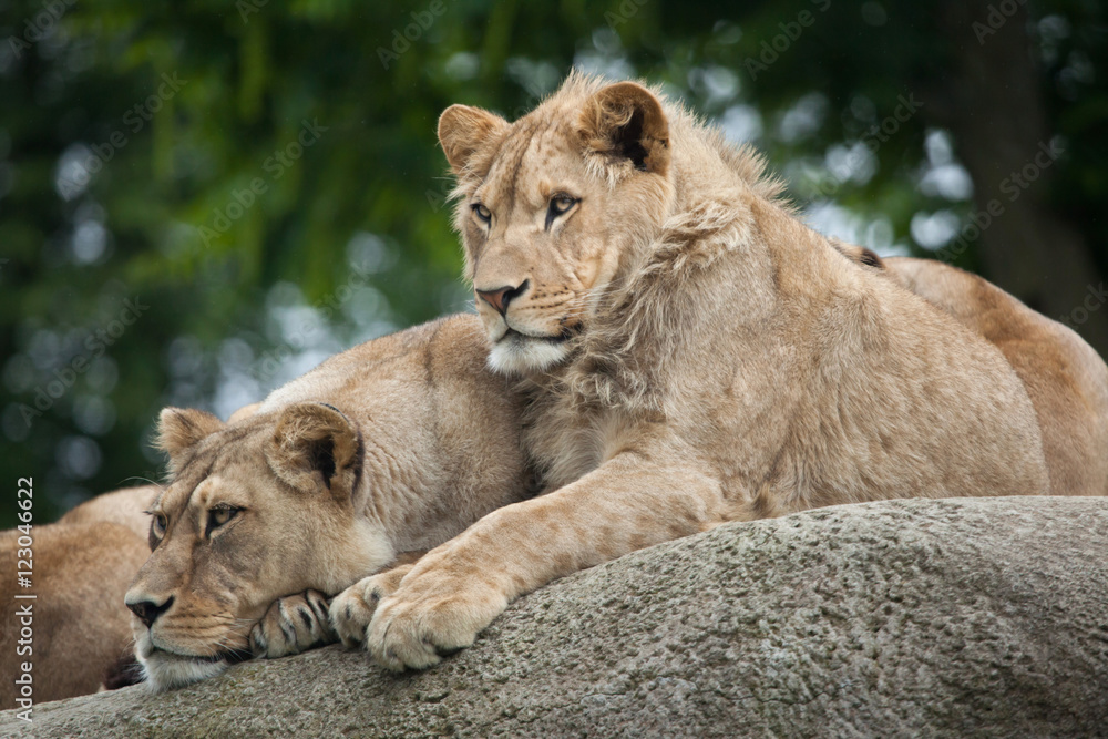 Lioness and juvenile male lion (Panthera leo). Lioness and juvenile male lion (Panthera leo).