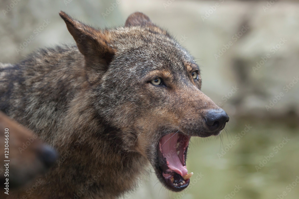 Fototapeta premium Iberian wolf (Canis lupus signatus).