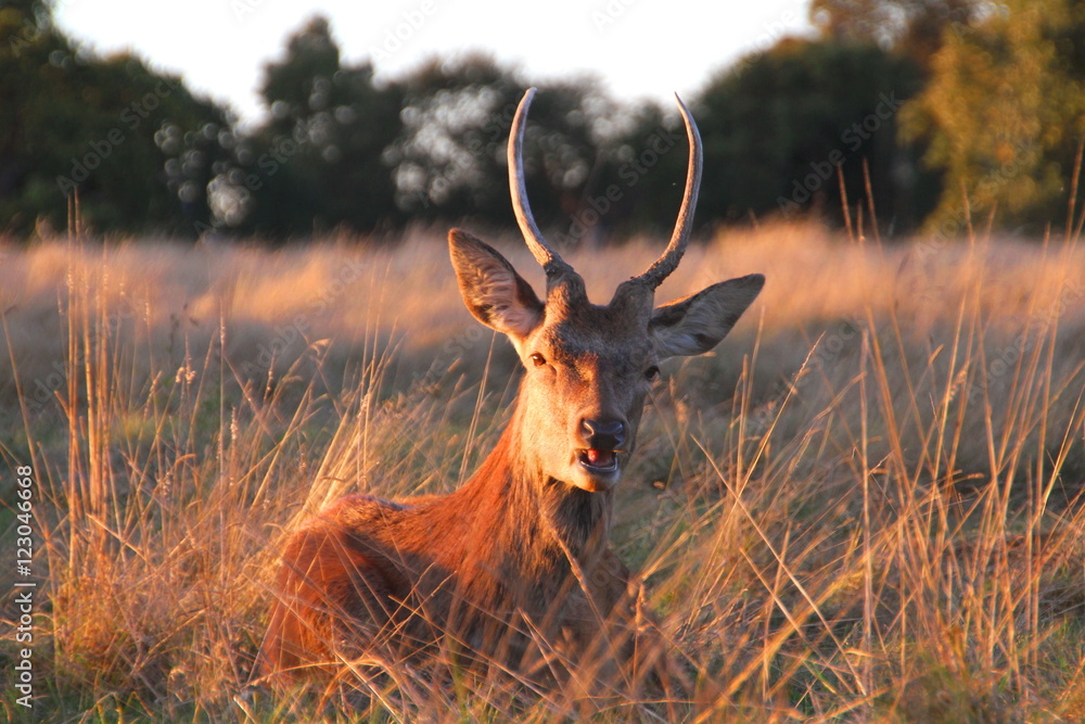 Fototapeta premium Young shy reindeer with antlers hiding in the grass at sunset.