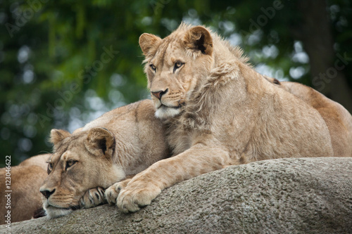 Lioness and juvenile male lion  Panthera leo .