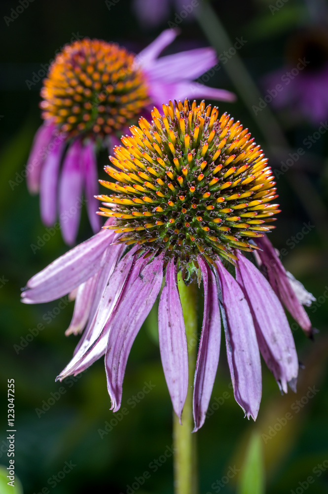 Echinacea Echinacea