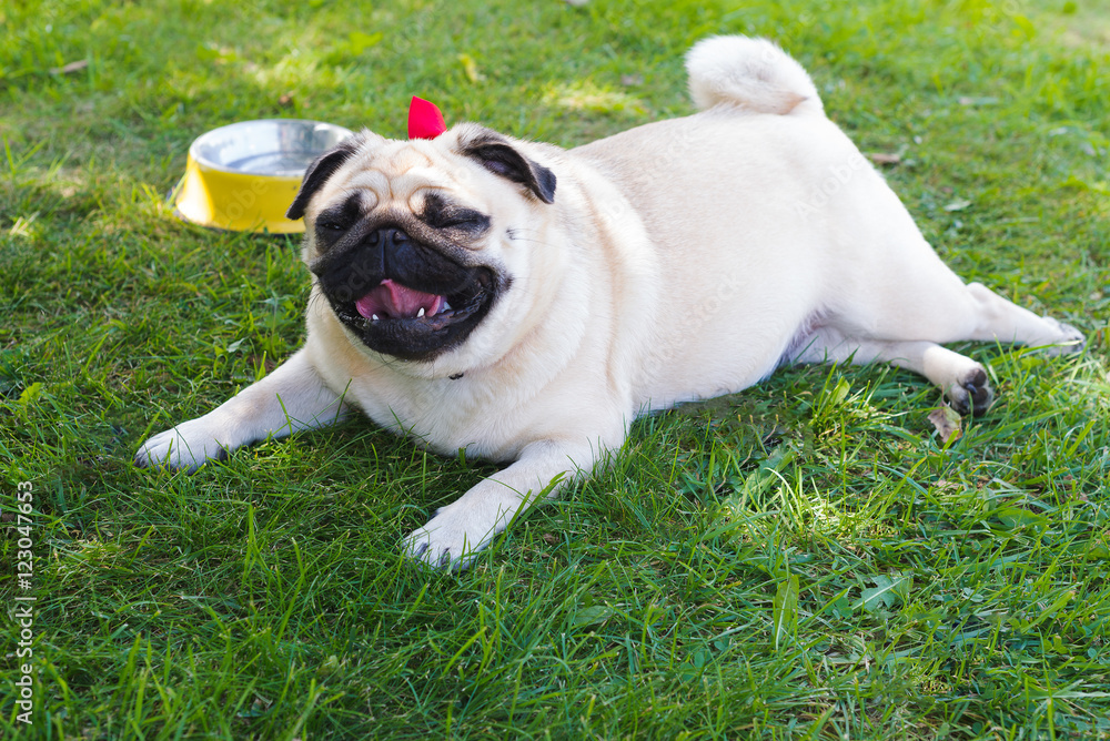  Pug dog winking to camera during hot day laying