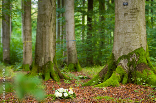 Konstfotografi Ruheforst