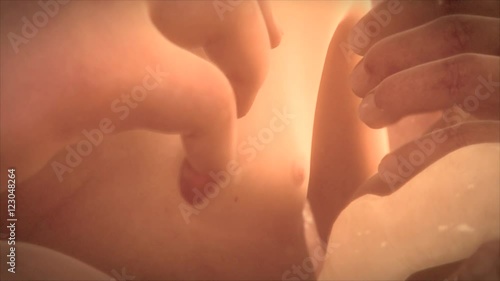 Female foetus in the womb photo