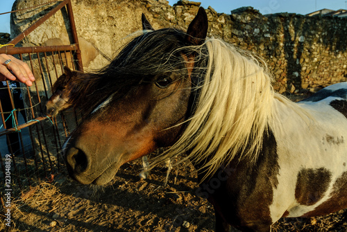 ponies in an orchard in Salorino, Caceres, in Extremadura, Spain photo