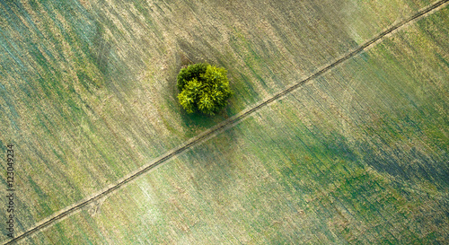 Aerial view over agricultural beveled fields, diagonal road and tree. Outdoor. Conceptual landscape photograph taken from the copter.