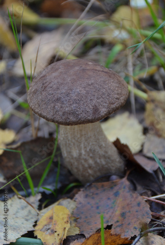 Подберезовик