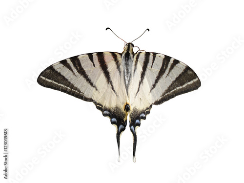 Scarce Swallowtail (Pear-tree Swallowtail) butterfly isolated photo