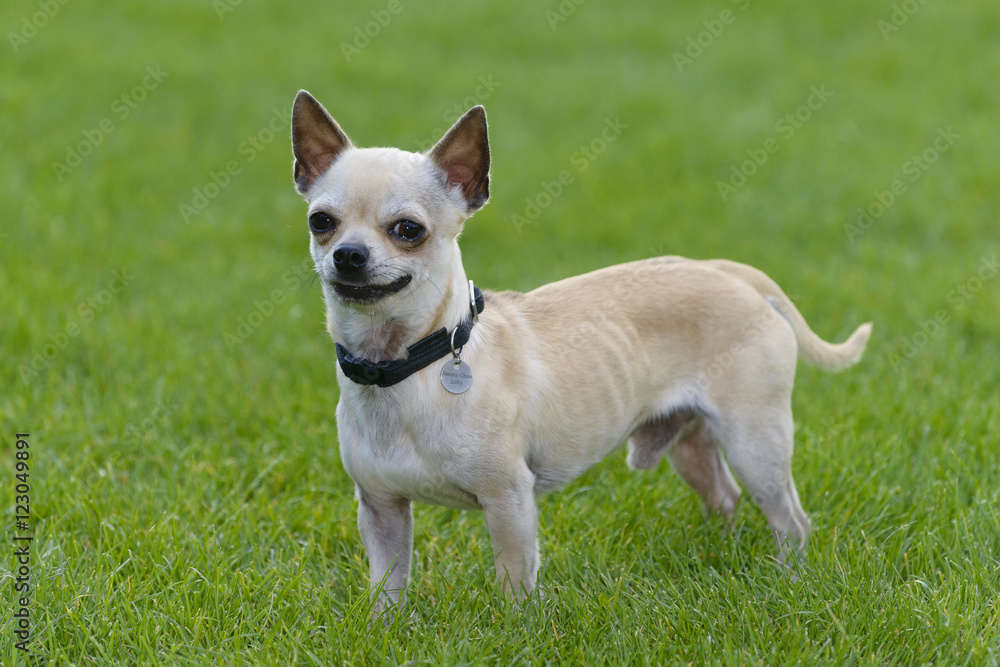 chihuahua dog play in field of grass