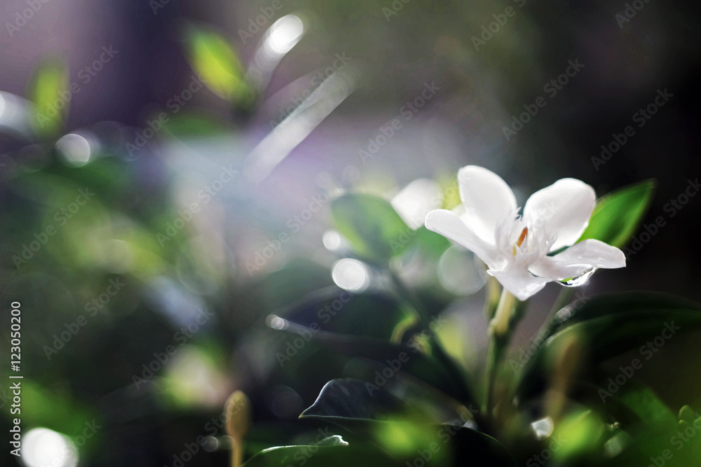 flower flower