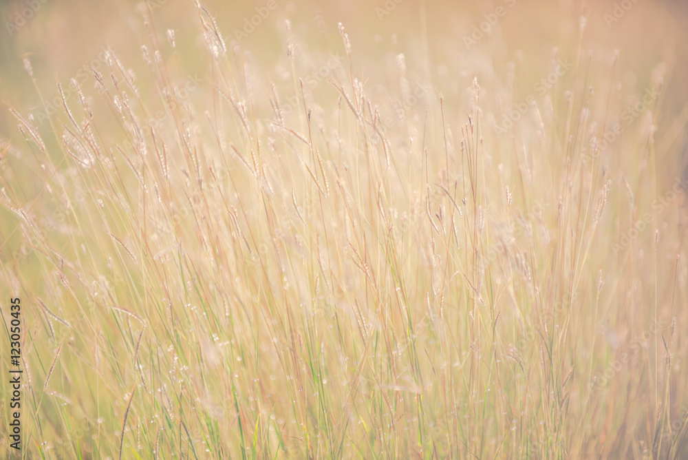 Fototapeta premium Flowers grass blurred bokeh background vintage