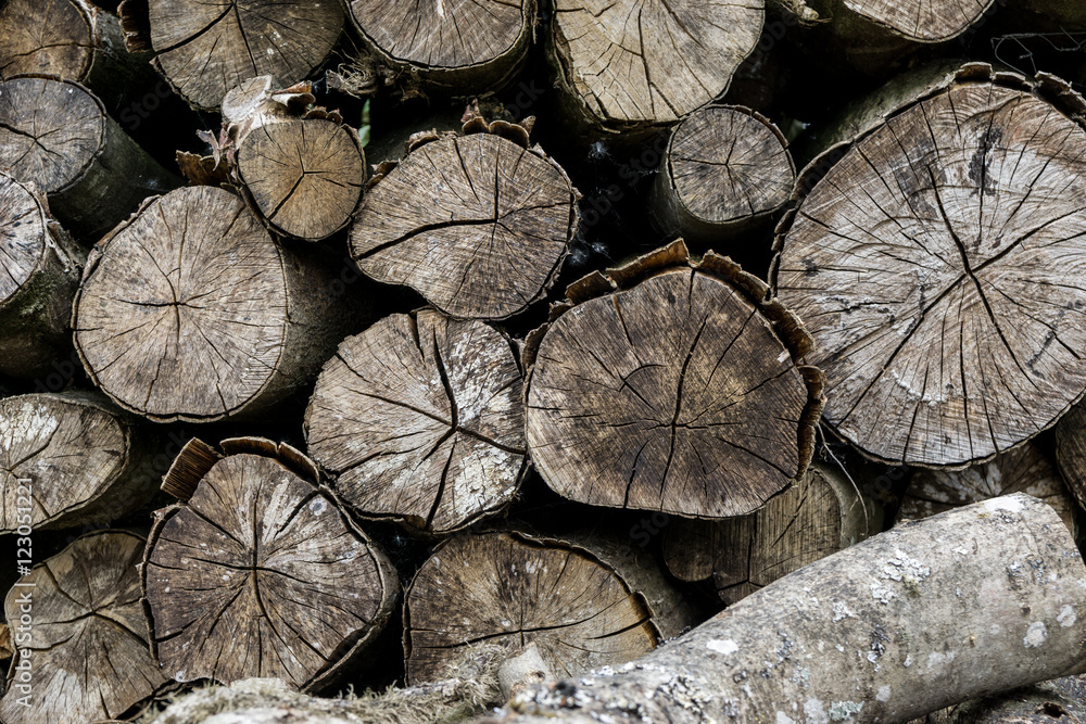 Logs stacked in a pile Logs stacked in a pile