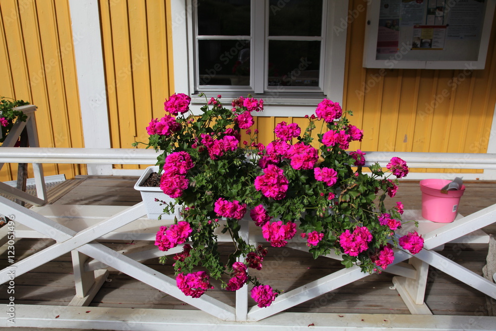 Naklejka premium Flowers at the yellow house,Skokloster,Sweden