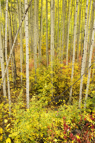 Autumn Colors in a Colorado Fores
