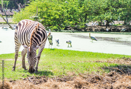Canvas Print Zebra is eating green grass on lake side