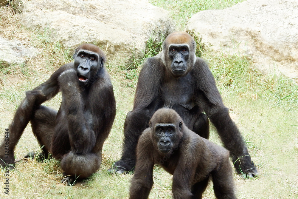 Fototapeta premium family orangutans at noon