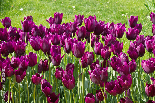 flowerbed with purple tulips in the park #123052425