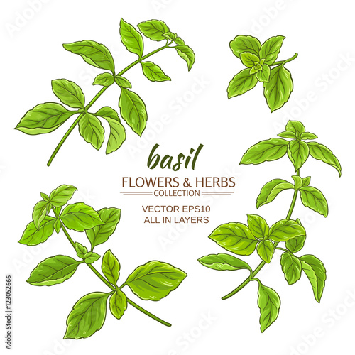 basil vector set