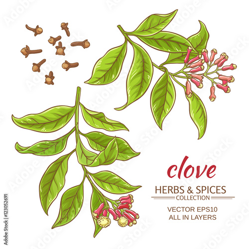 clove vector set