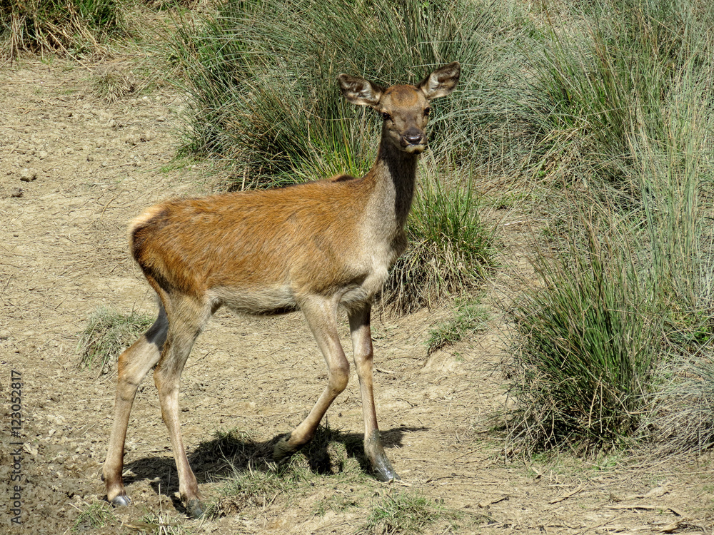 Fototapeta premium Deer