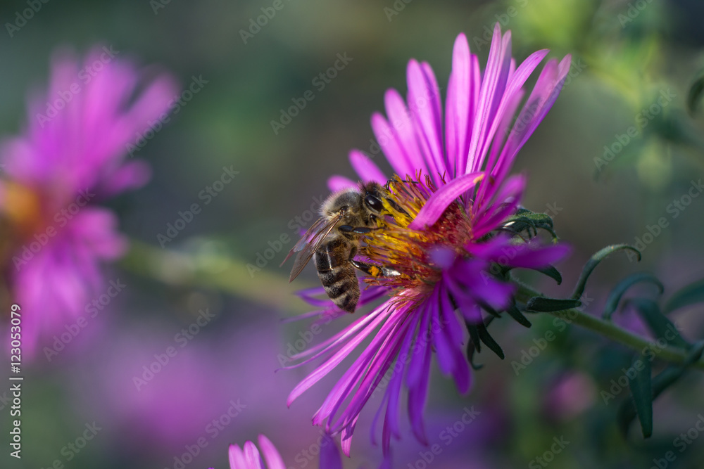 Obraz premium Macro Bee in flower with blurred background