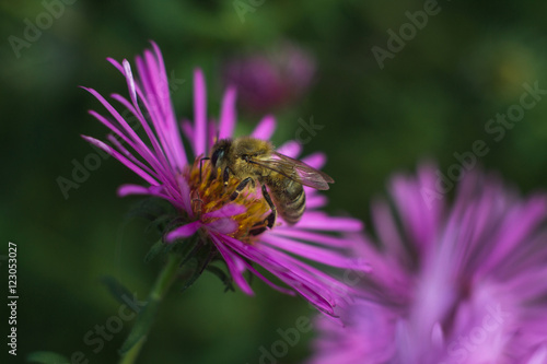 Macro Bee in flower with blurred background © prokop.photo