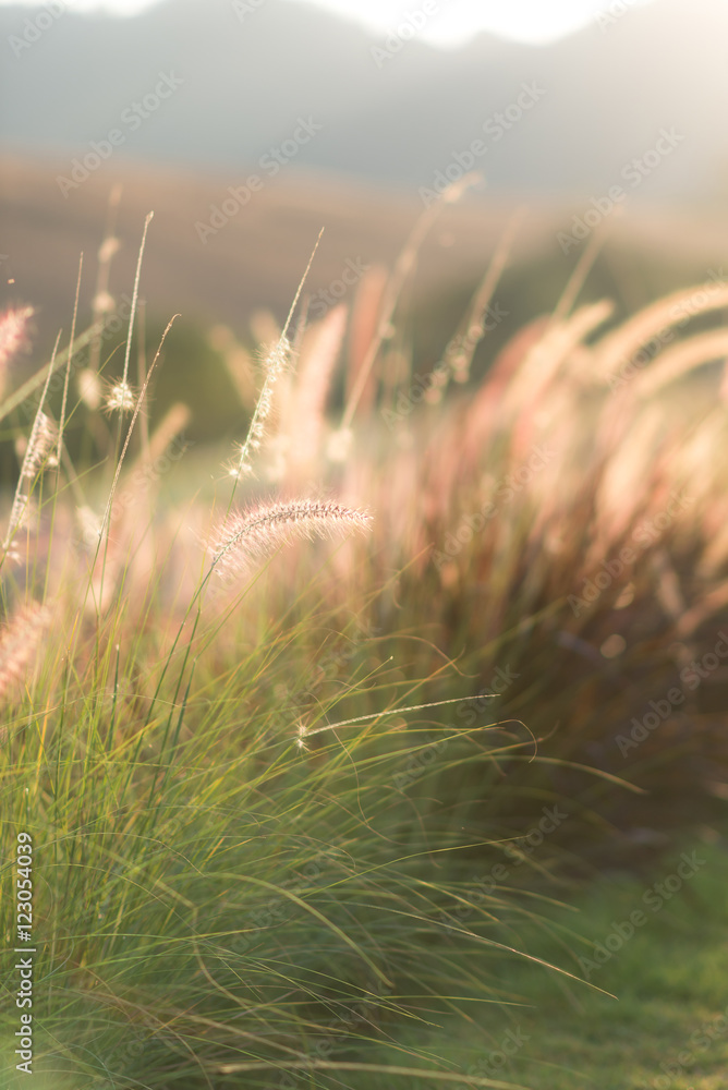 Poaceae (flower grass) in sunset