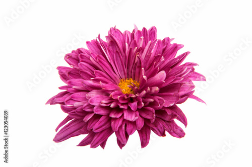 Chrysanthemum lilac