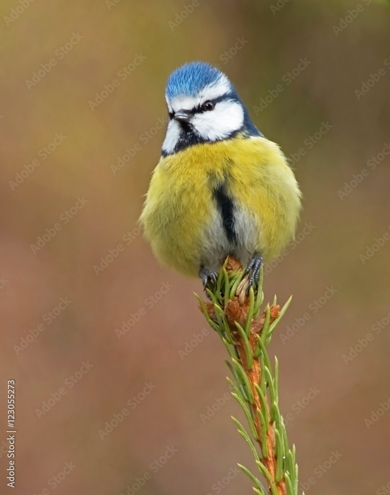 Obraz premium Blue tit
