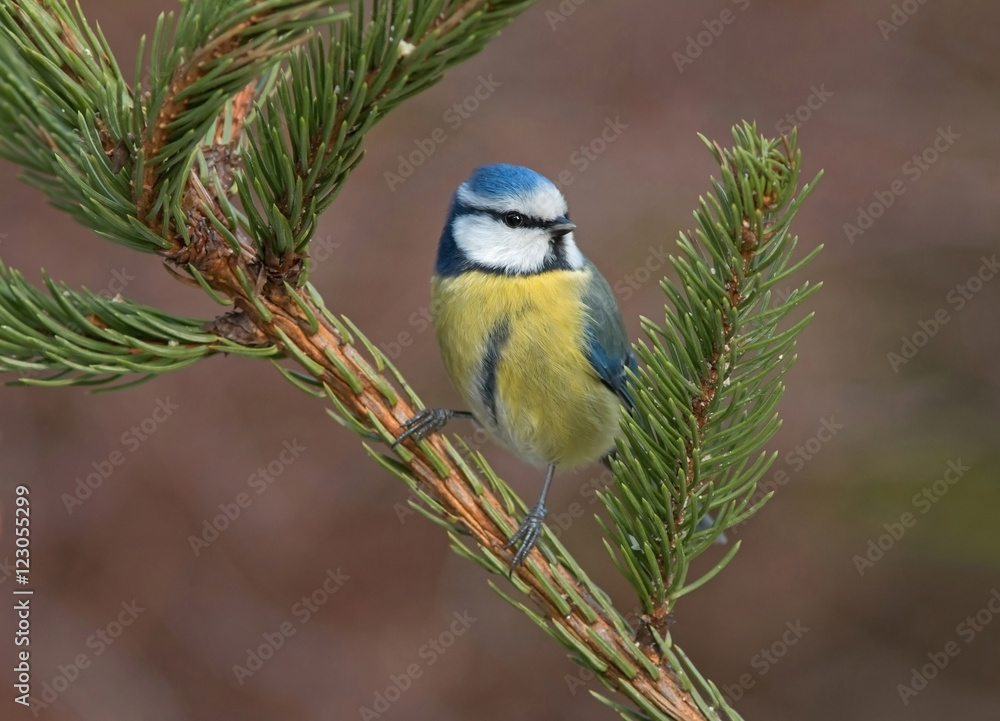 Blue tits Blue tits