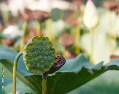 Fresh lotus seeds, green pod. Selective focus photo