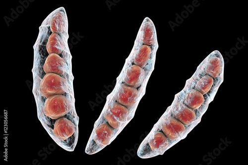 Fungi Fusarium which produce mycotoxins in cereal crops that affect humans and animals, 3D illustration showing conidia photo