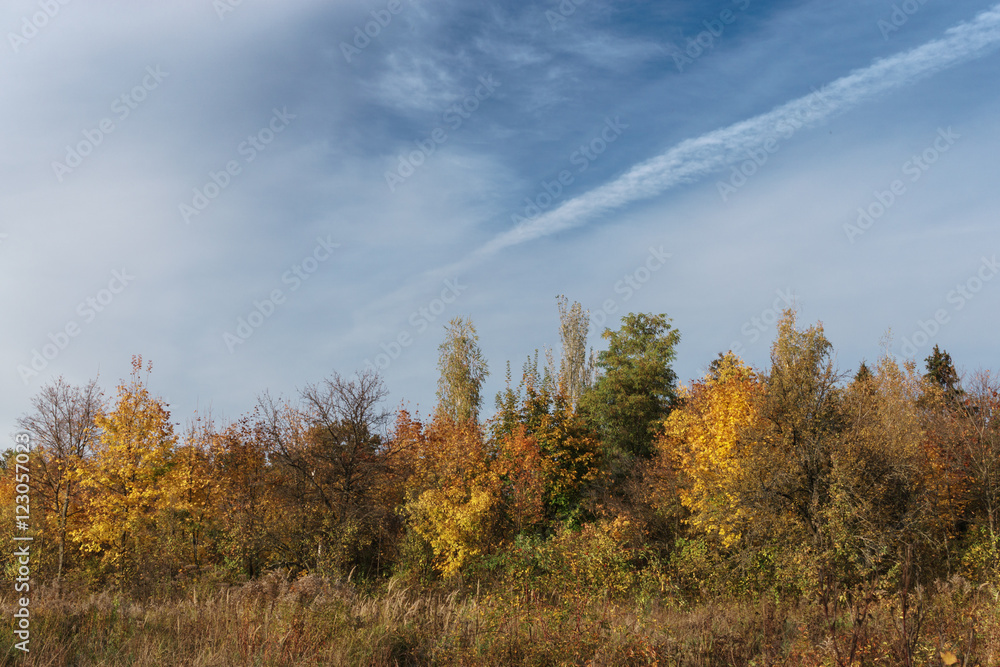 autumn trees, blue sky