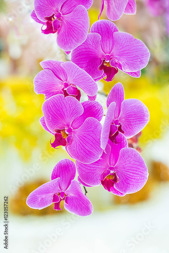Fototapeta Naklejka Na Ścianę i Meble -  Phalaenopsis orchid flower