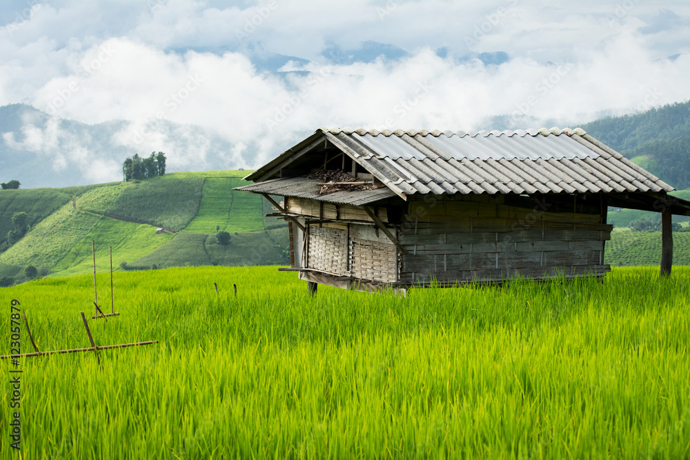 In rice terraces In rice terraces