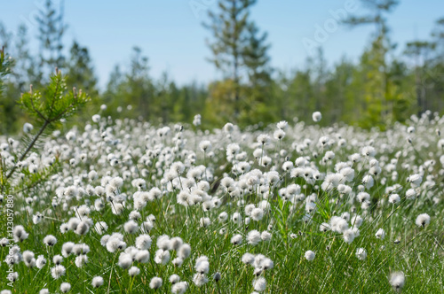 Spring  bright landscape with blooming cotton grass