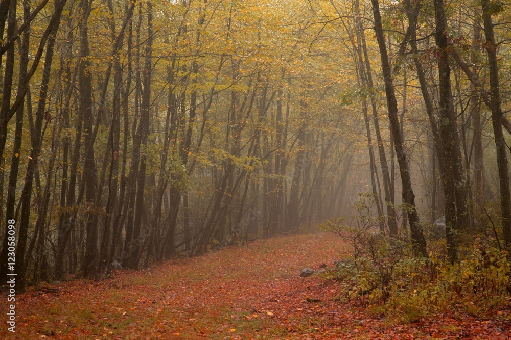 spooky autumn woods