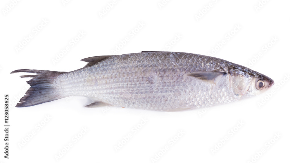 Fototapeta premium Grey Mullet or flathead mullet fish (Mugil cephalus) isolated on