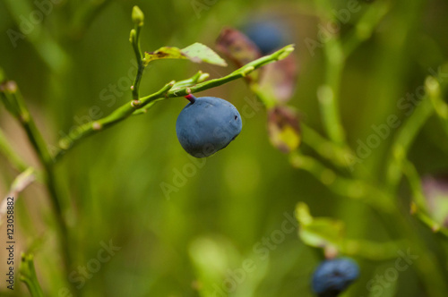 Closeup of blueberry on bush