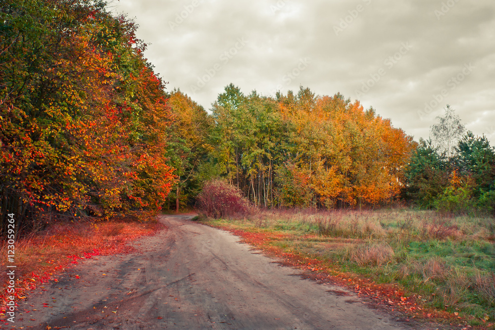 Obraz premium Kolory jesieni