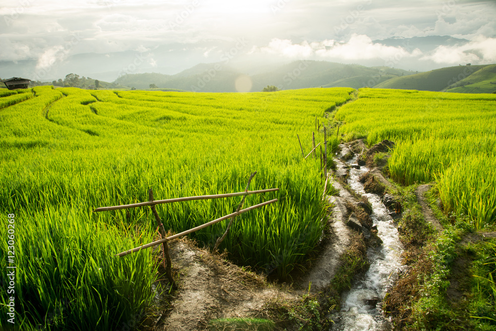 Obraz premium In rice terraces