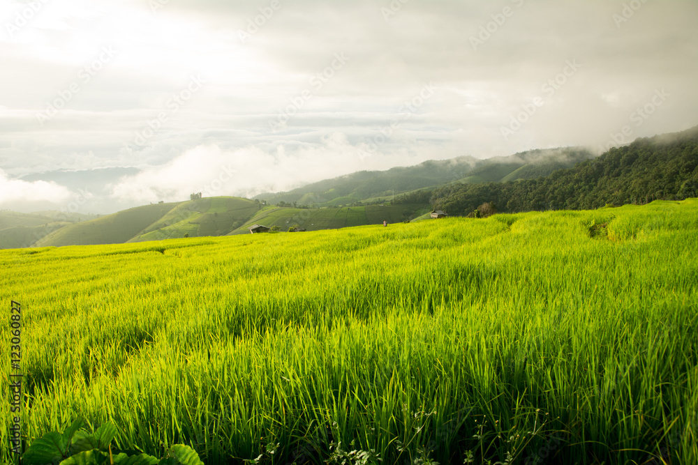 Obraz premium In rice terraces