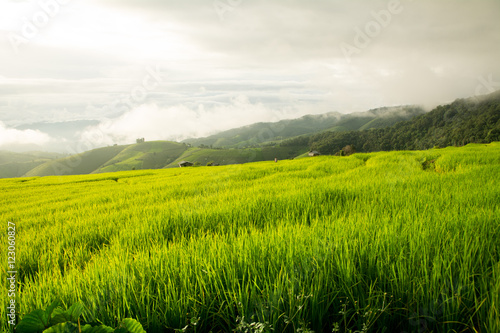 In rice terraces © 9kwan