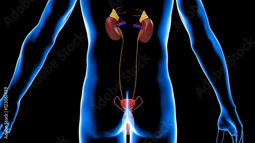 Male urinary system photo