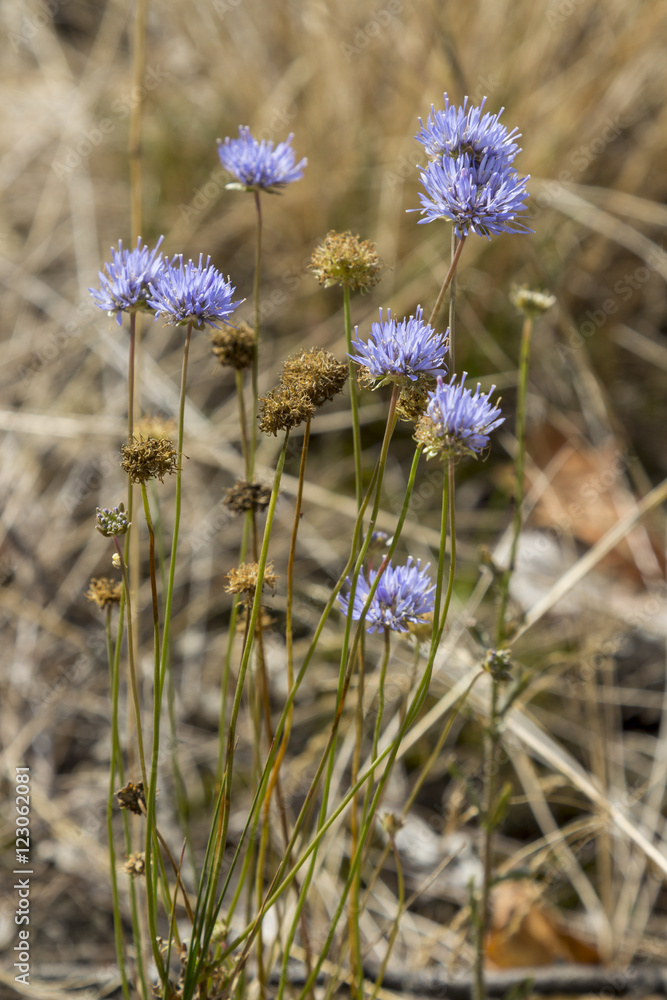 Blue cornflowers in autumn forest. Blue cornflowers in autumn forest.