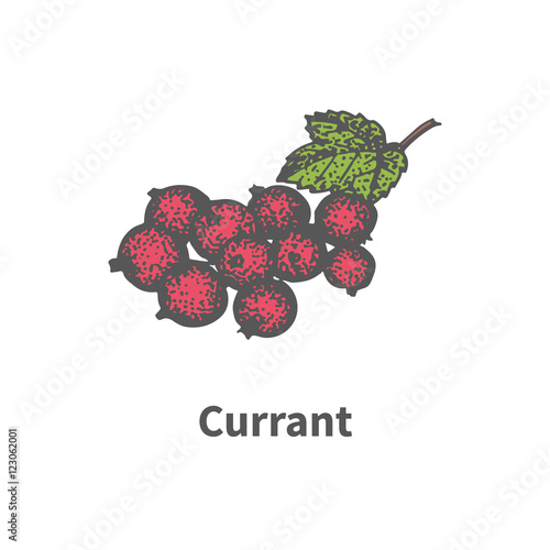 Vector drawing hand-drawn bunch ripe red currant