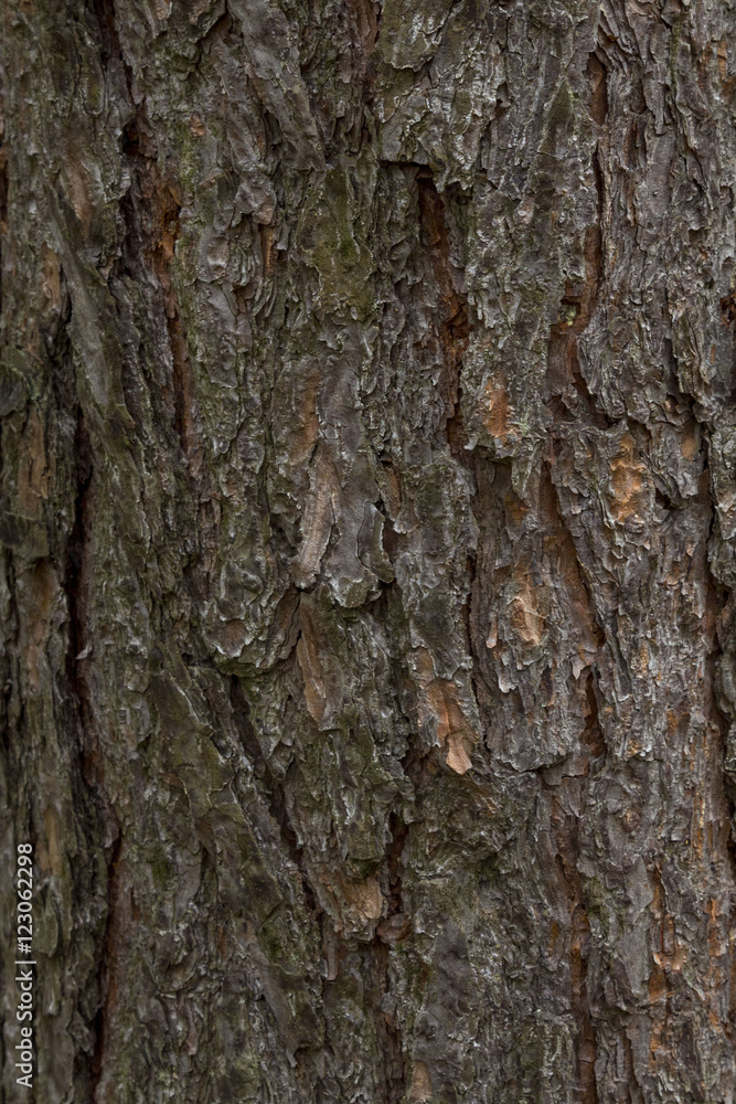 Texture pine bark. The background of a healthy tree. Texture pine bark. The background of a healthy tree.
