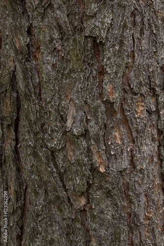 Texture pine bark. The background of a healthy tree. © depresniak