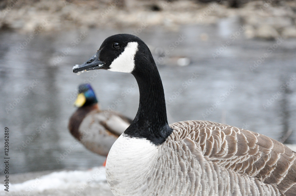 Female Canadian Goose stands before a creek Female Canadian Goose stands before a creek